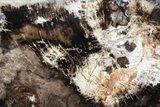 Polished Petrified Wood (Oak) Slab - Oregon #68018-1